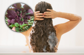 Cách gội đầu bằng nước lá tía tô để ngăn rụng tóc