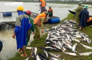 Ngư dân Hà Tĩnh khóc ròng khi 20 tấn cá lồng bè chết trong đêm bão Bualoi đổ bộ