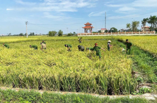 Công an lội ruộng giúp dân gặt lúa 'chạy bão' Matmo