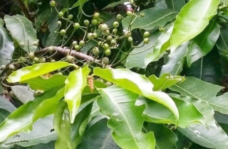 Lá vối có tác dụng gì?