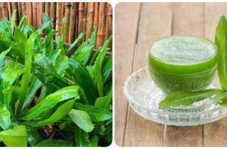 Nước lá mùi tàu có tác dụng chữa bệnh gì?