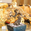 Quà 20/10 độc lạ: Tùng bonsai mạ vàng đắt đỏ, hoa Pickleball lần đầu xuất hiện