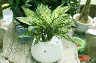 Những cây phong thủy hợp với người tuổi Dậu