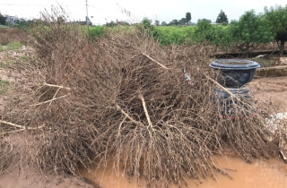 Sau bão, Phú Thượng 