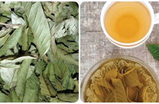 Nước lá ổi khô có tác dụng chữa bệnh gì?