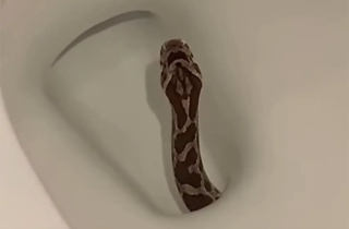 Ngồi toilet thấy có gì thúc vào người, cô gái hét lên thấy con rắn trong bồn cầu