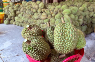 Xôn xao thông tin các kho ngừng thu mua sầu riêng: Thương lái, nhà vườn lo lắng