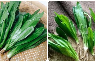 Bài thuốc chữa bệnh từ lá mùi tàu