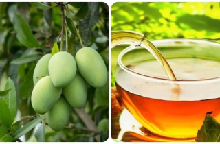 Uống nước lá xoài có tác dụng gì?