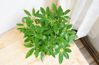 Những cây phong thủy hợp với người tuổi Hợi