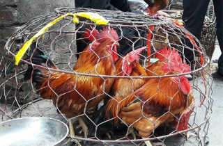 Cách phân biệt gà non và gà già khi mua gà sống