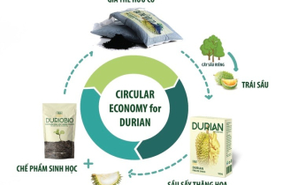 Sinh viên 'hô biến' vỏ sầu riêng thức ăn chăn nuôi