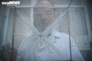 Bên trong 'công xưởng' nuôi muỗi để dập dịch sốt xuất huyết