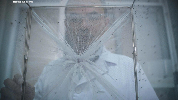 Bên trong 'công xưởng' nuôi muỗi để dập dịch sốt xuất huyết