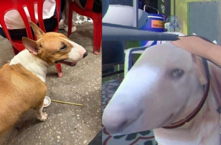 Giống hệt cậu Vàng trong 'Tiệm phở anh Hai', chú chó nổi tiếng cõi mạng