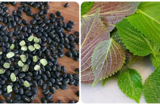 Uống nước tía tô đậu đen có tác dụng gì?