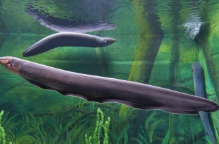 Tại sao lươn điện không bị điện giật chết?