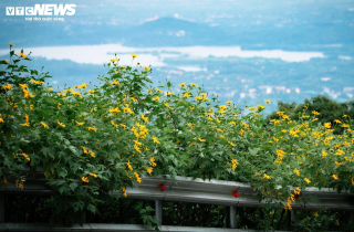 Mùa dã quỳ phủ vàng sườn núi Ba Vì, khách đổ về săn ảnh đầu đông