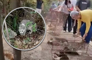 Màn 'phóng sinh' bi thảm hơn 1.100 con mèo ở hồ nước, nhiều con chết đuối