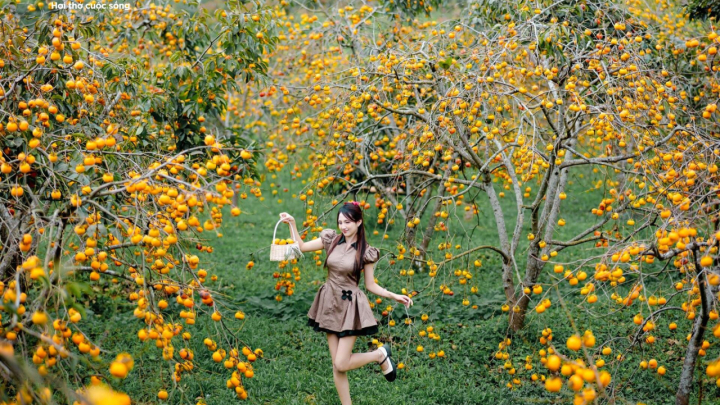 Cao nguyên Mộc Châu rực rỡ mùa hồng chín, níu chân du khách gần xa