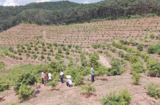 Trung Quốc tuyên bố vừa thử nghiệm thành công sầu riêng tại Vân Nam: Hướng tới giấc mơ “tự do sầu riêng”, diện tích trồng ra sao?