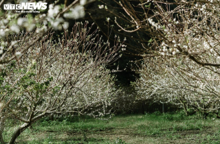 Hoa mận nở sớm, Mộc Châu toả sắc trắng tinh khôi giữa tháng 11