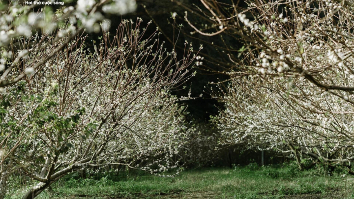 Hoa mận nở sớm, Mộc Châu toả sắc trắng tinh khôi giữa tháng 11