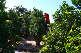 Đón Tết Bính Ngọ, khách sớm xuống tiền đặt cọc quất cảnh vì lo 'cháy hàng'