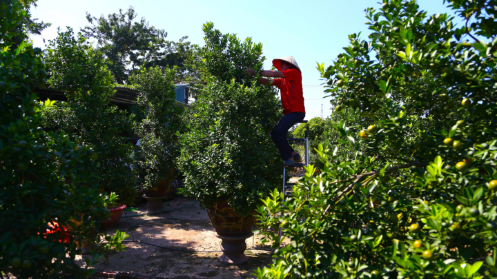 Đón Tết Bính Ngọ, khách sớm xuống tiền đặt cọc quất cảnh vì lo 'cháy hàng'
