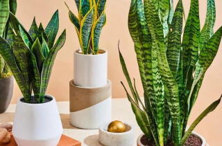 10 loại cây cảnh ưa bóng râm thích hợp trồng trong nhà