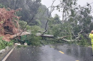 Đèo Mimosa ở Lâm Đồng tiếp tục sạt lở, cây cổ thụ bật gốc đổ ngang đường