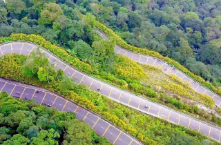 Rực sắc dã quỳ, du khách nườm nượp đổ về Ba Vì