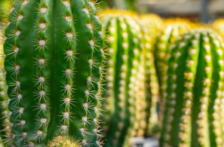 9 loại cây cảnh ưa nắng thích hợp trồng ở ban công