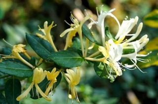 Những loại cây không nên trồng ở ban công theo quan niệm phong thủy