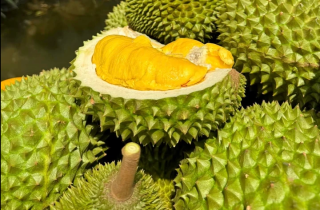 Cách phân biệt sầu Thái và sầu Ri6