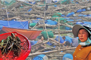 Bán tôm hùm 150.000 đồng/kg sau lũ dữ, người dân Đắk Lắk trắng tay