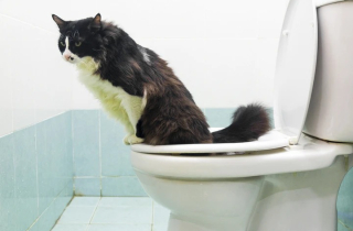 Cách dạy mèo đi vệ sinh ở bồn cầu hóa ra rất dễ