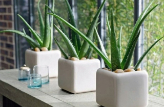 7 loại cây cảnh vừa có ý nghĩa phong thuỷ vừa là máy lọc không khí