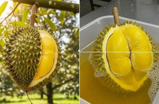 Sầu riêng chín cây và chín ép nhận biết thế nào?