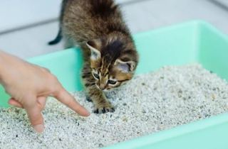 Cách dạy mèo đi vệ sinh đúng chỗ