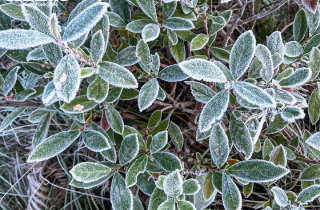 Y Tý xuất hiện băng giá, những tán cây rừng đẹp kỳ ảo