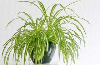 Trồng 2 cây cảnh này trong nhà, trời nồm cũng không sợ cửa sổ đọng hơi nước