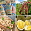 Điểm danh loạt hàng Việt Nam đạt kỷ lục xuất khẩu, nức tiếng thế giới