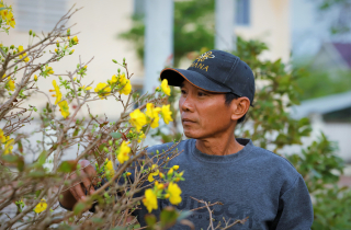 Thủ phủ mai vàng miền Trung thất thu nặng sau thiên tai kép