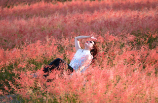 Đồi cỏ hồng như phim Hàn giữa cao nguyên Mộc Châu