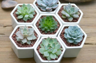 Những loại cây cảnh càng chăm tưới càng nhanh chết