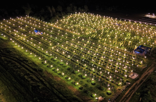 Bừng sáng sau bão lũ, làng hoa cúc Tết tại Gia Lai mong đừng cúp điện để cứu cây