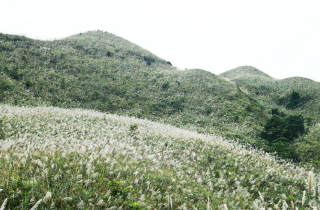 Về Quảng Ninh ngắm cỏ lau 'thức giấc' trên dải biên cương Bình Liêu