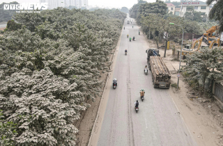 'Bão bụi' bao phủ đường cửa ngõ Hà Nội, cây cối chuyển màu trắng xóa