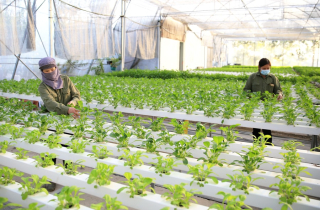 Thực phẩm an toàn tăng giá trị nông sản Hà Nội